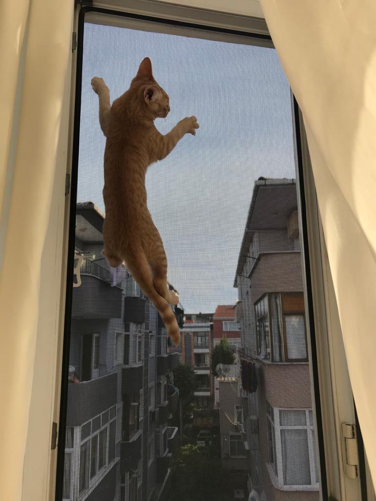 Kedi sirinsineklik